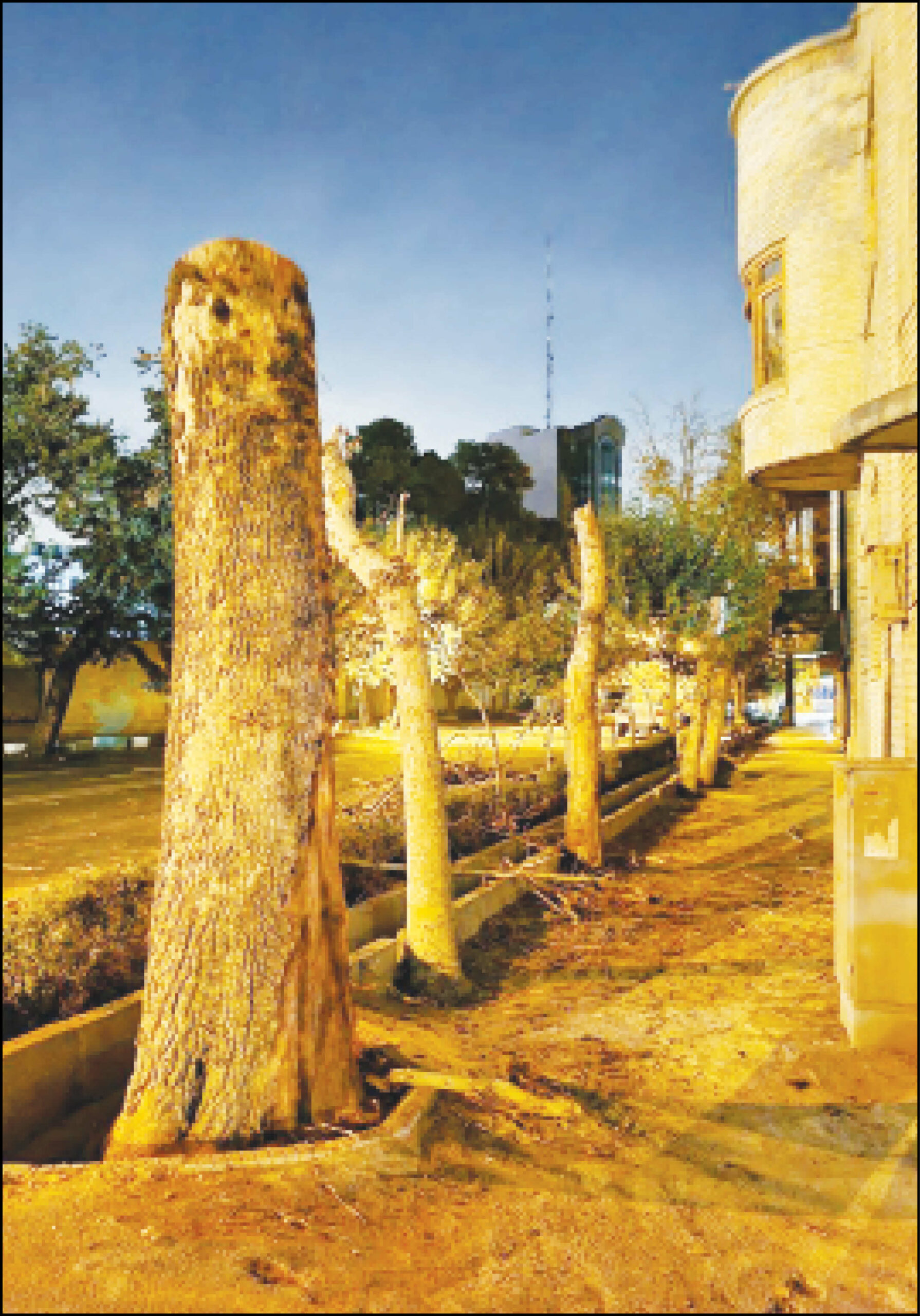 توضیح شهرداری منطقه ۶ درباره قطع درختان خیابان ایتالیا