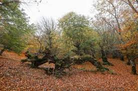 عضو شورای شهر تهران اعلام کرد خشک شدن ۱۳هزار درخت در ۳ بوستان جنگلی تهران